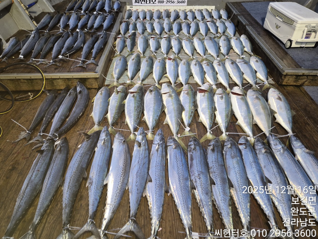 12월16일 화요일 씨헌터호  방어굿조황입니다.