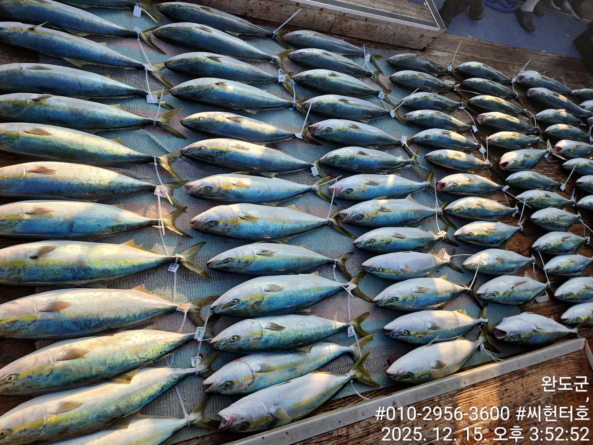 12월15일 씨헌터호  방어 굿조황입니다