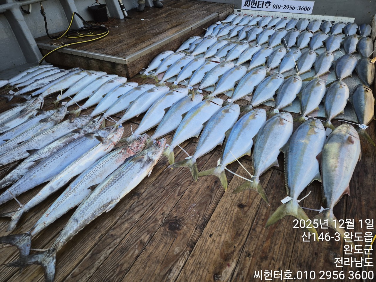 12뭘1일 월요일 씨헌터호 오늘도 방어 굿조황입니다