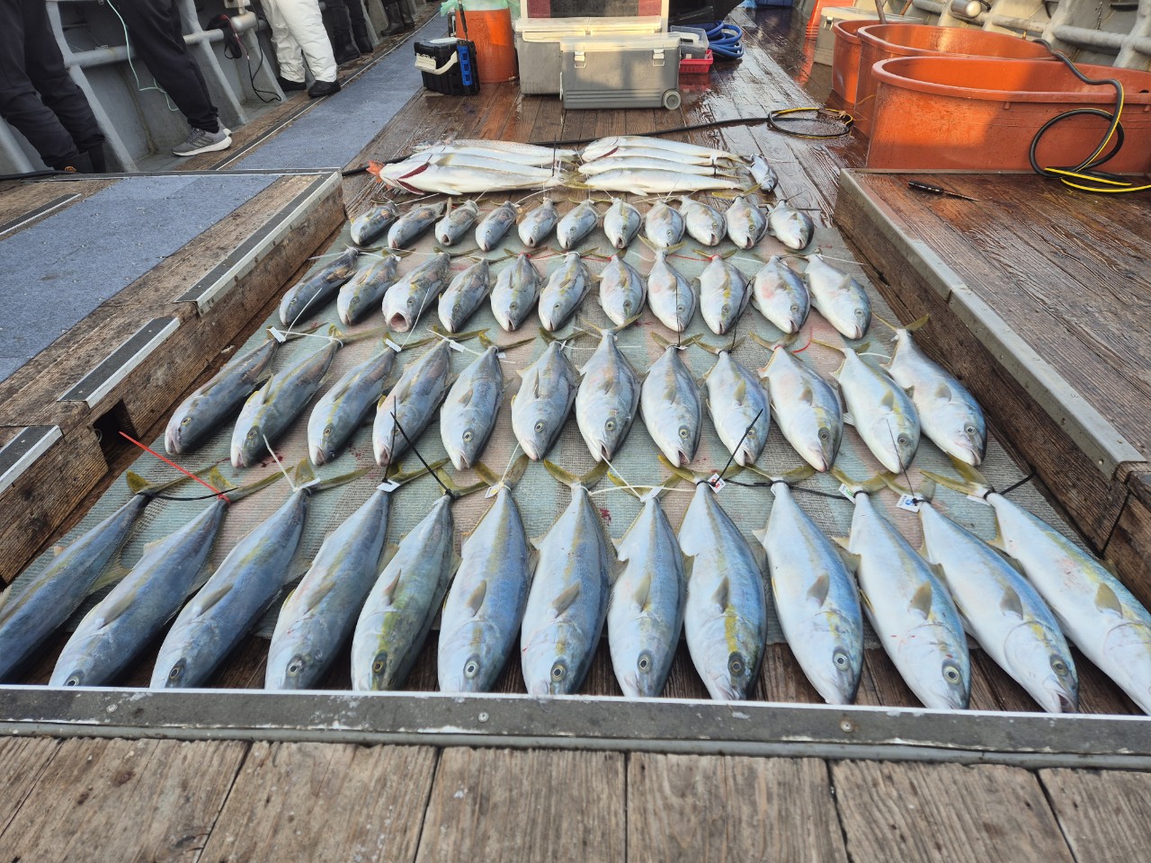 1월17일 토요일 씨헌터호(클럽씨호) 방어조황입니다.