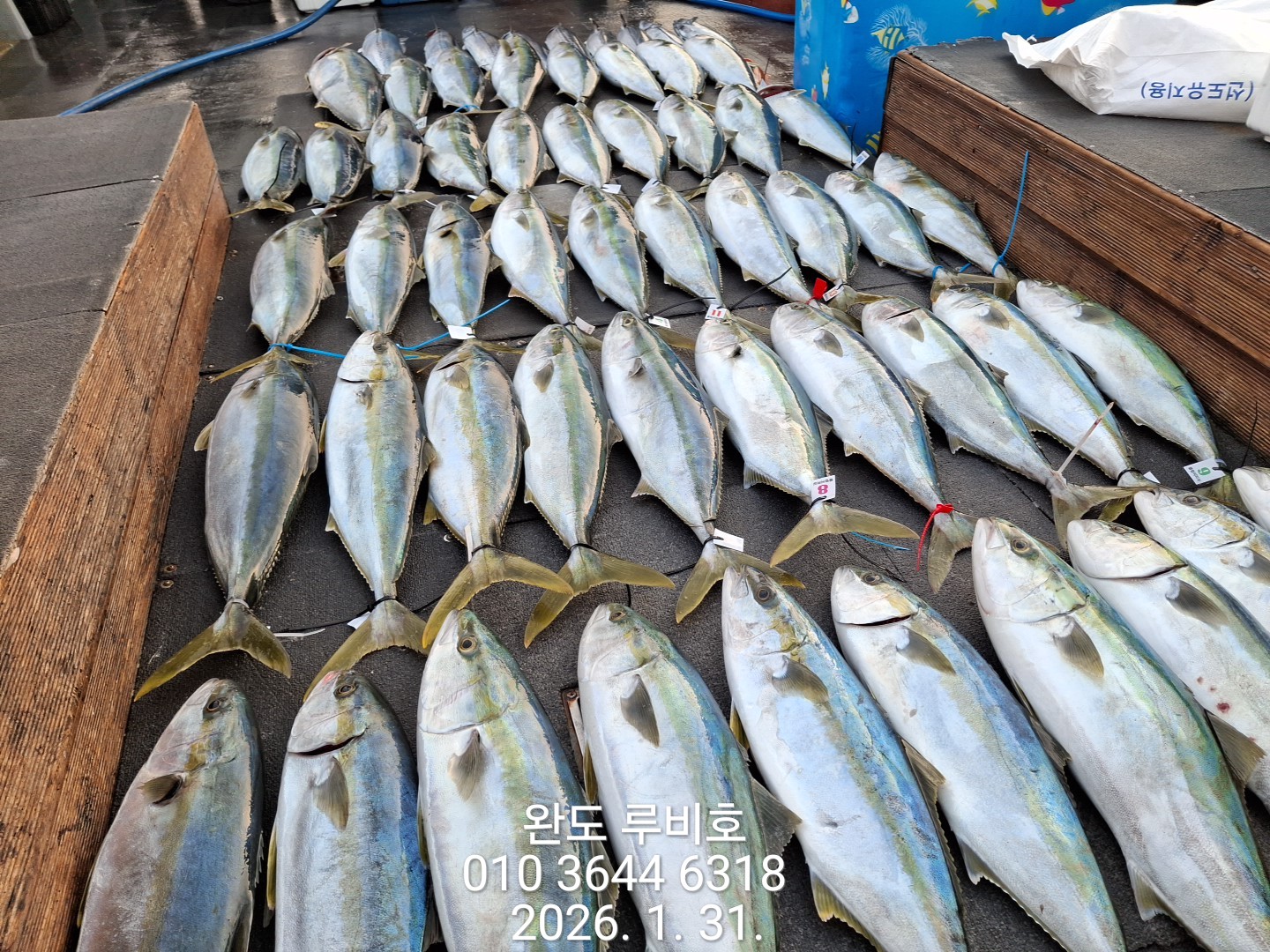 1월31일(토) 루비호 방어조황입니다