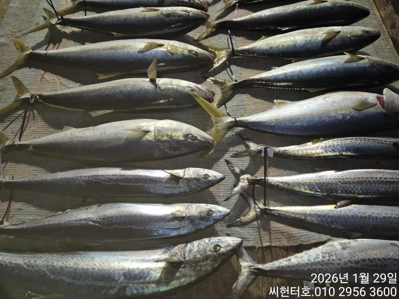 1뭘29일 목요일 씨헌터호 방어 조황입니다