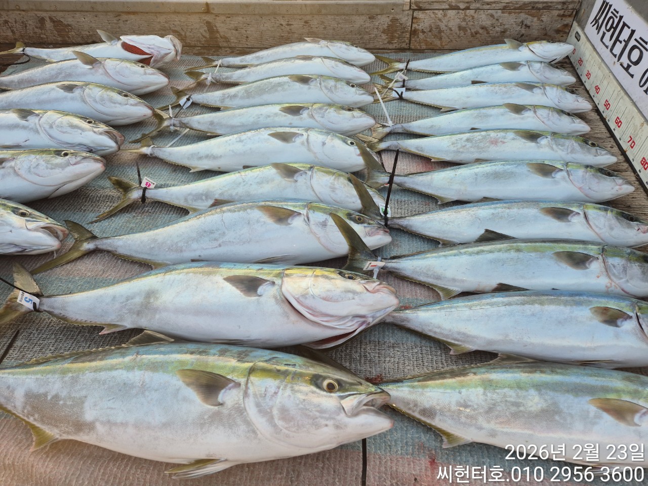 2월23일 씨헌터호(클럽씨호) 방어 조황입니다