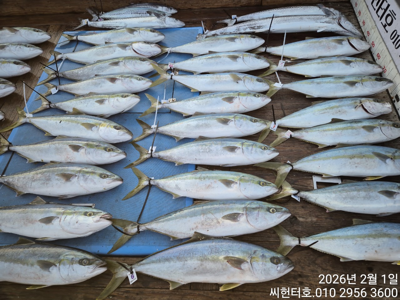 2뭘1일 일요일 씨헌터호 방어 조황입니다