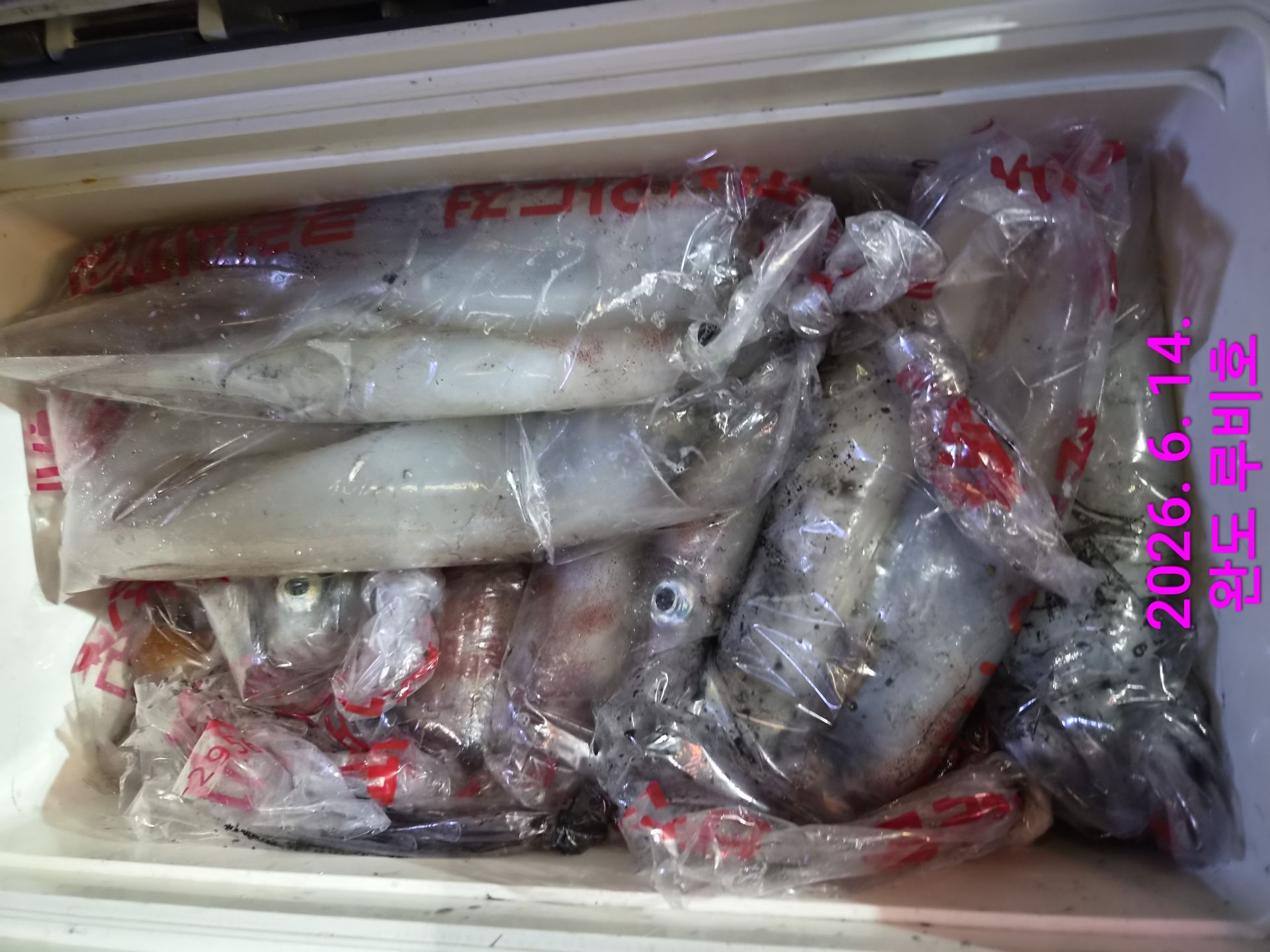 6월13일 루비호 한치조황입니다