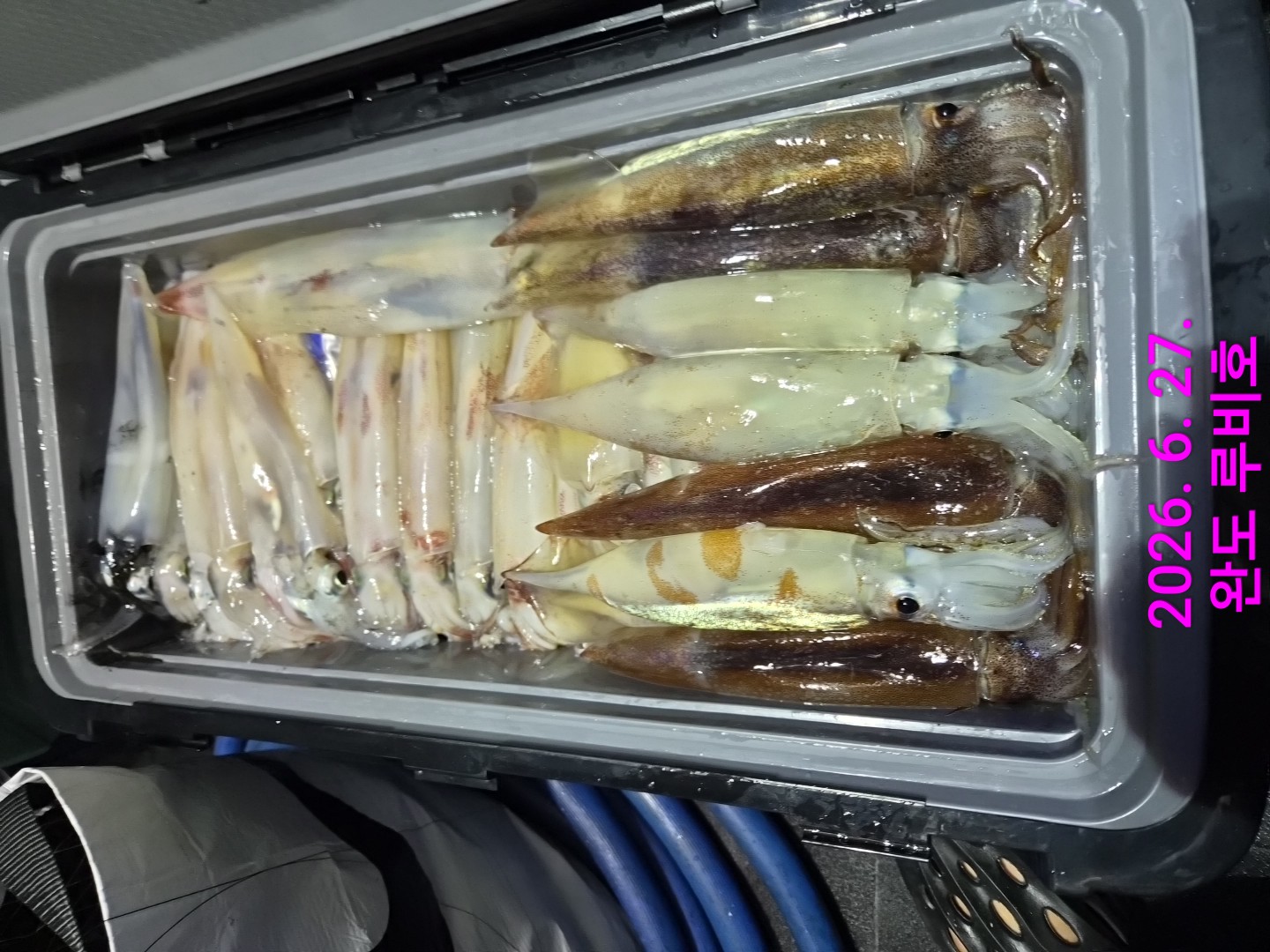 6월26일 루비호 한치 조황입니다.