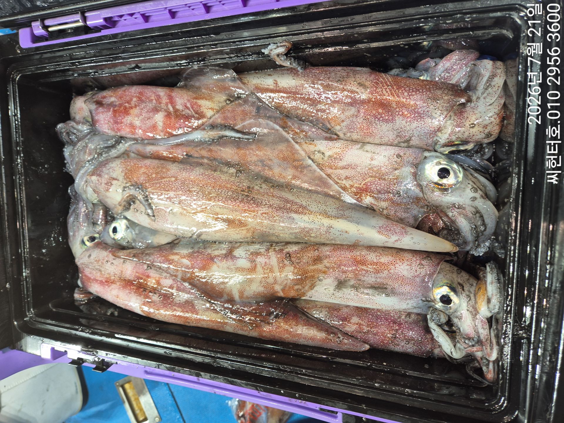 7월20일 월요일 씨헌터호 (클럽씨호) 한치조황입니다